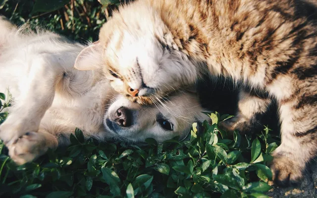 An affectionate cat and dog cuddling together in the grass