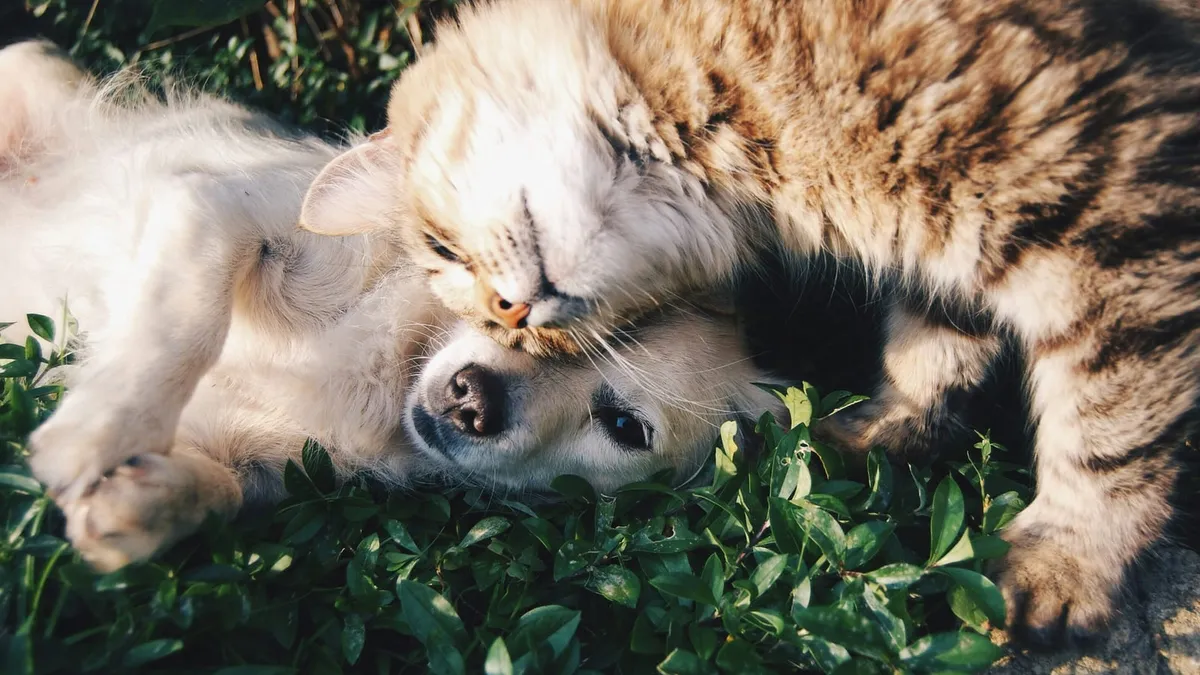 An affectionate cat and dog cuddling together in the grass