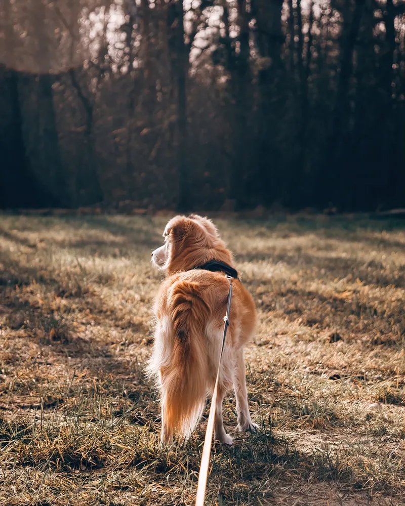 A dog on a leash walking through a grassy field