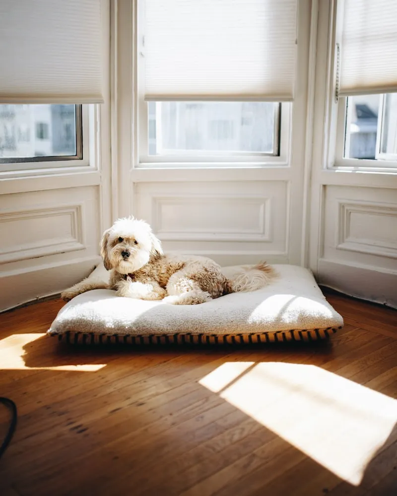 An older dog resting comfortably on a padded bed in a sunny room