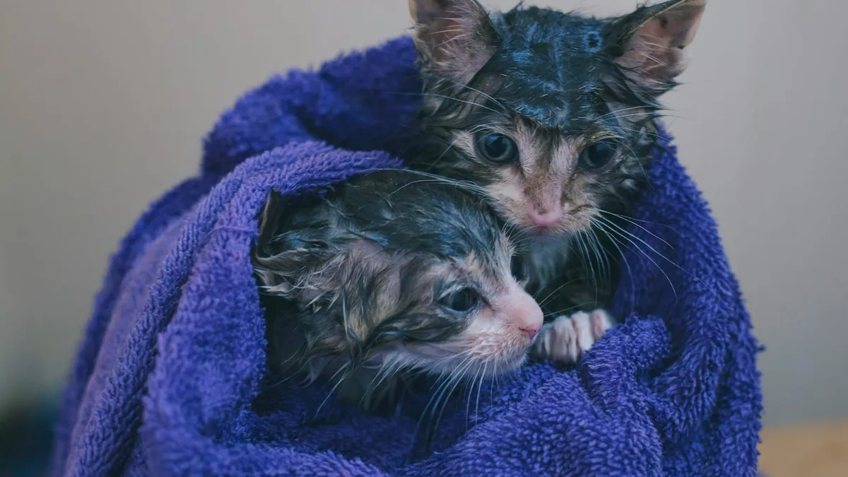 A calm cat being gently bathed with warm water