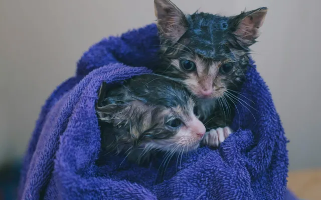 A calm cat being gently bathed with warm water