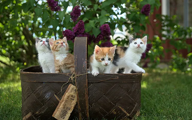 Four kittens peeking out of a wicker basket in a sunny garden