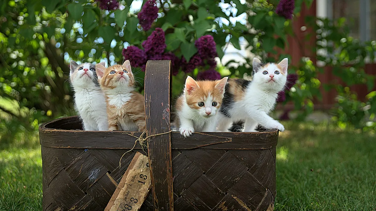 Four kittens peeking out of a wicker basket in a sunny garden
