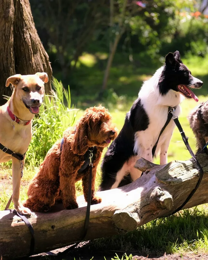 A group of different dog breeds sitting together on a log outdoors