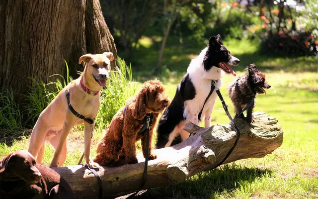 A group of different dog breeds sitting together on a log outdoors