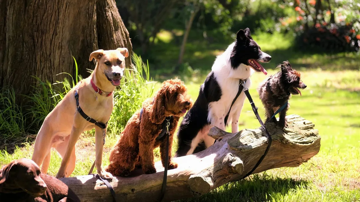 A group of different dog breeds sitting together on a log outdoors
