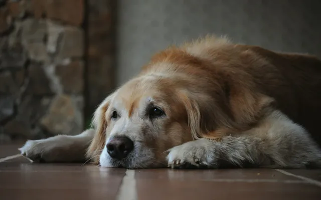 A senior dog resting calmly on a soft bed indoors