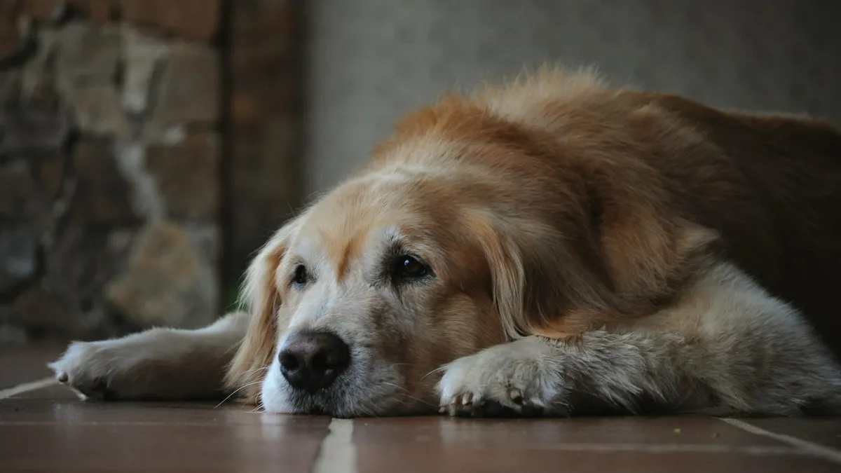 A senior dog resting calmly on a soft bed indoors
