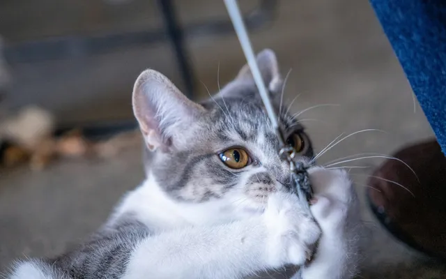 A cat batting at a length of string with its paws