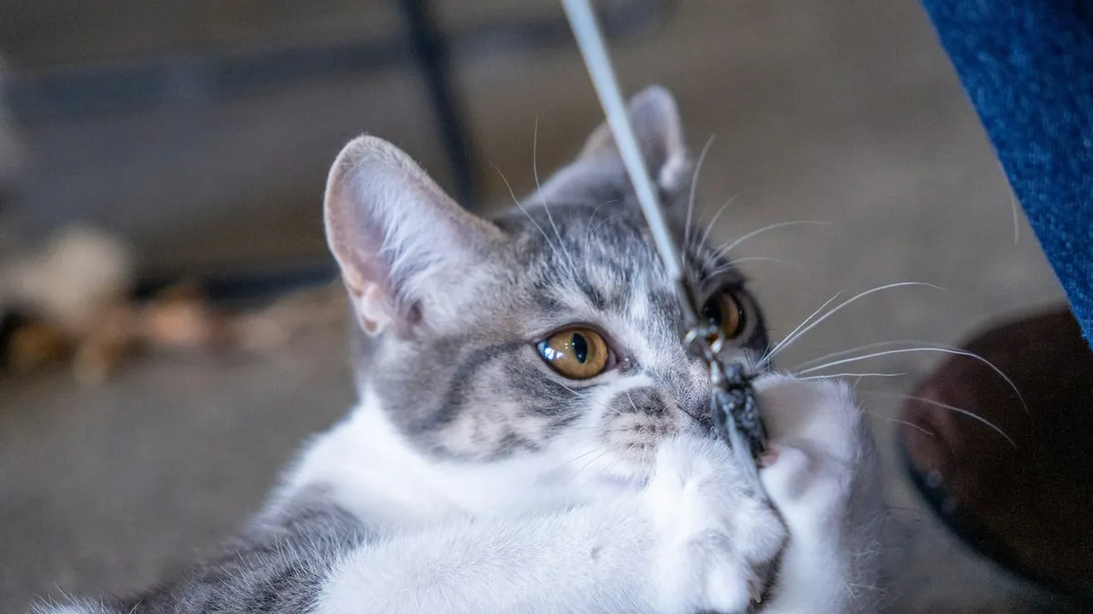 A cat batting at a length of string with its paws