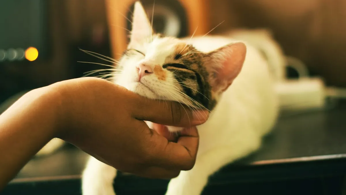 A cat being gently stroked under the chin