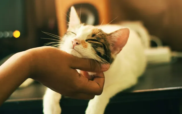 A cat being gently stroked under the chin