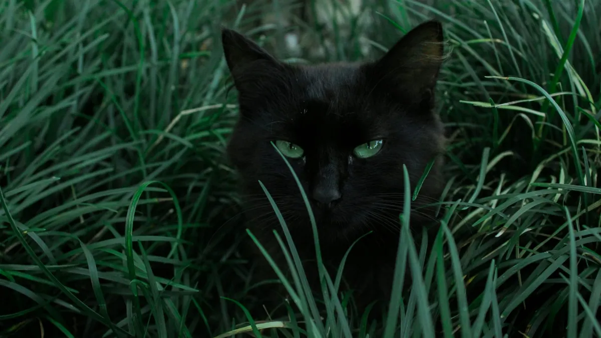 A black cat outdoors among tall grass