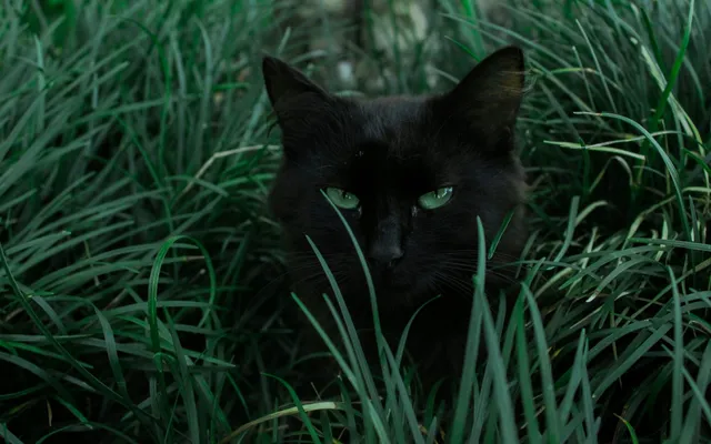 A black cat outdoors among tall grass