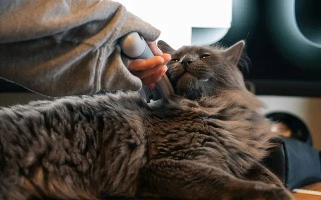 A person gently stroking the coat of a grey cat