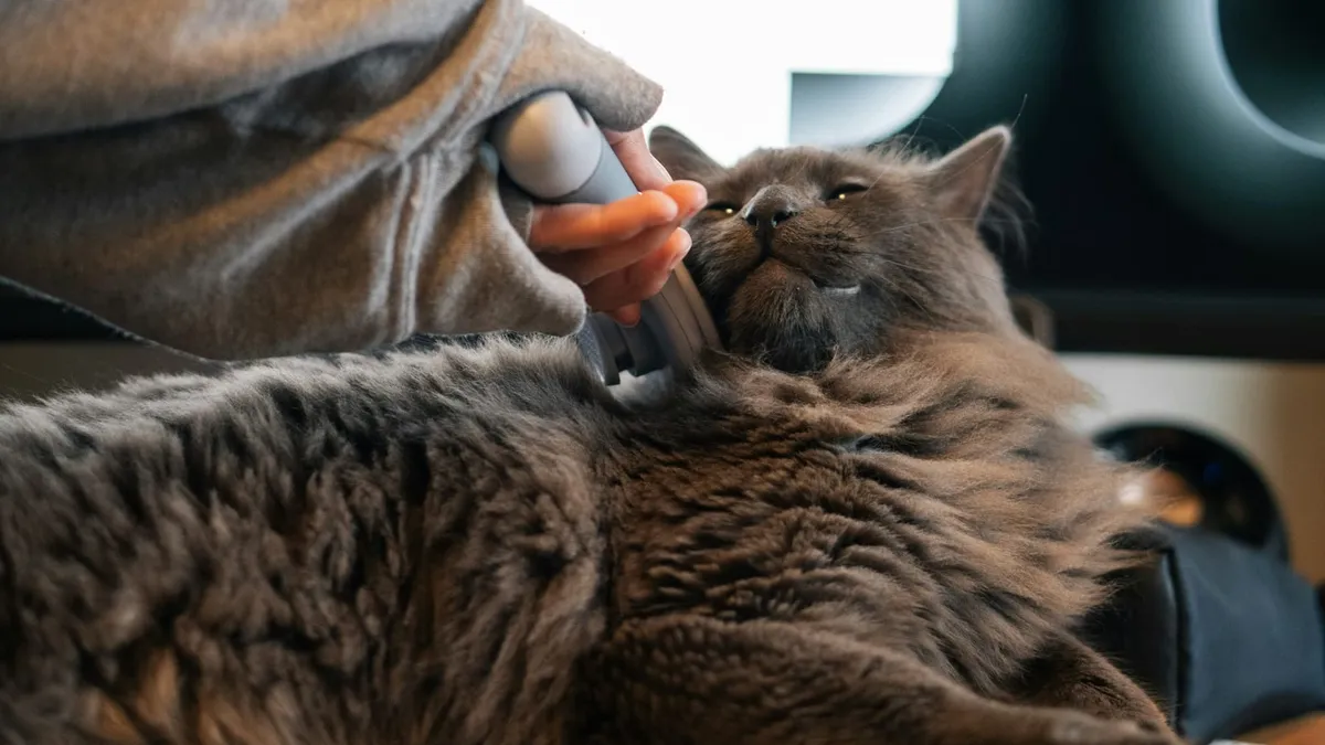 A person gently stroking the coat of a grey cat