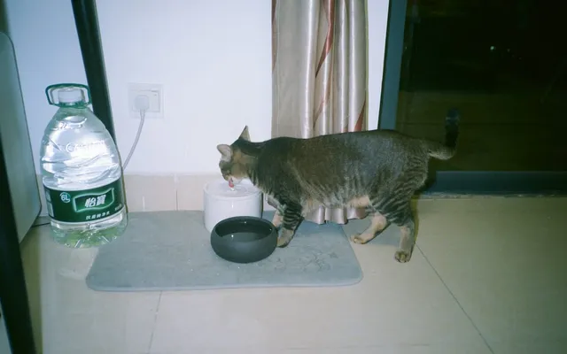 A cat drinking water from a bowl indoors