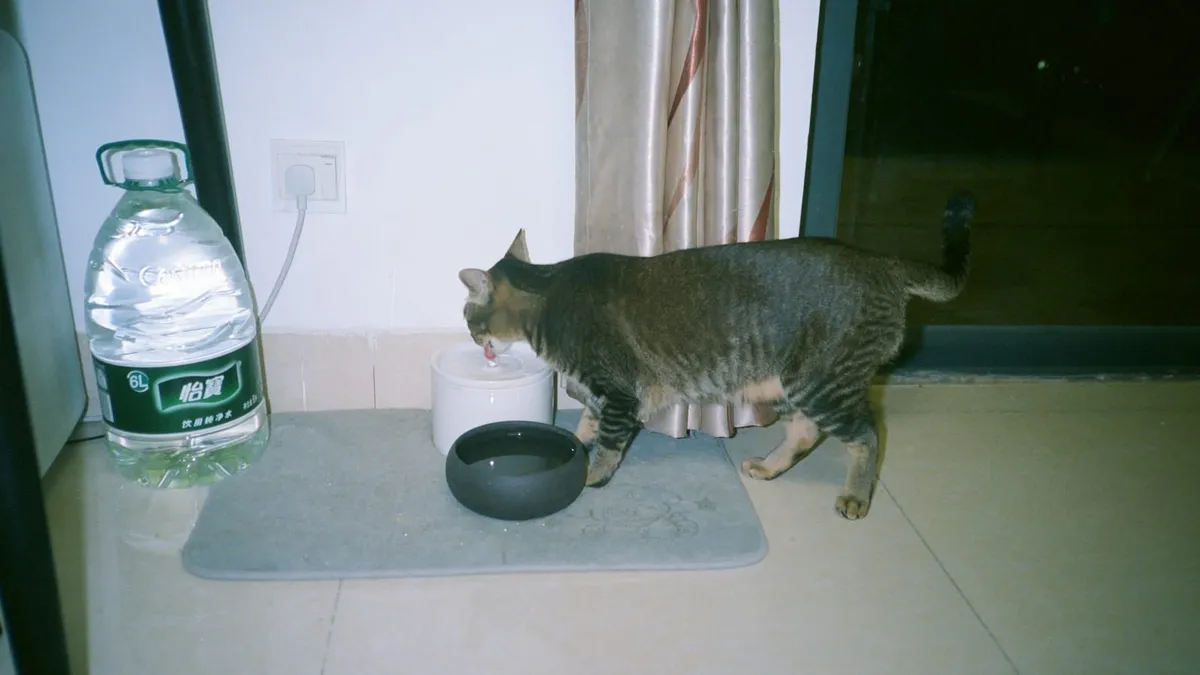 A cat drinking water from a bowl indoors