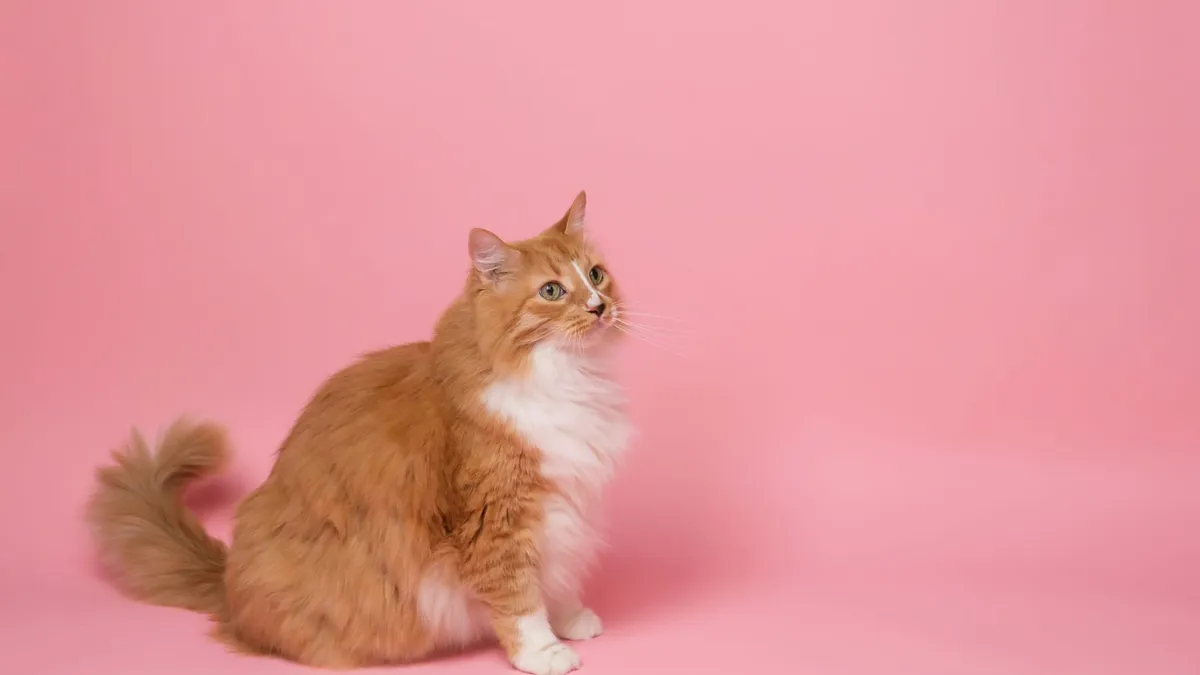 A long-haired ginger cat with a fluffy coat sitting against a pink background