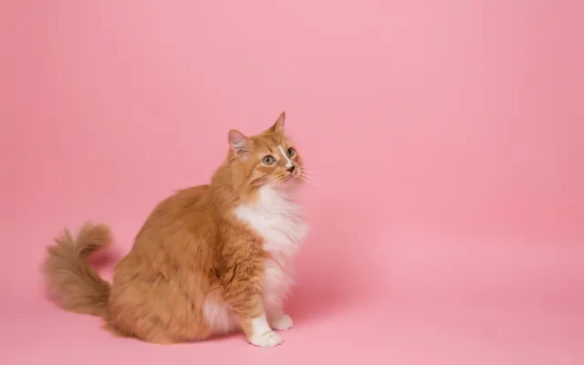 A long-haired ginger cat with a fluffy coat sitting against a pink background