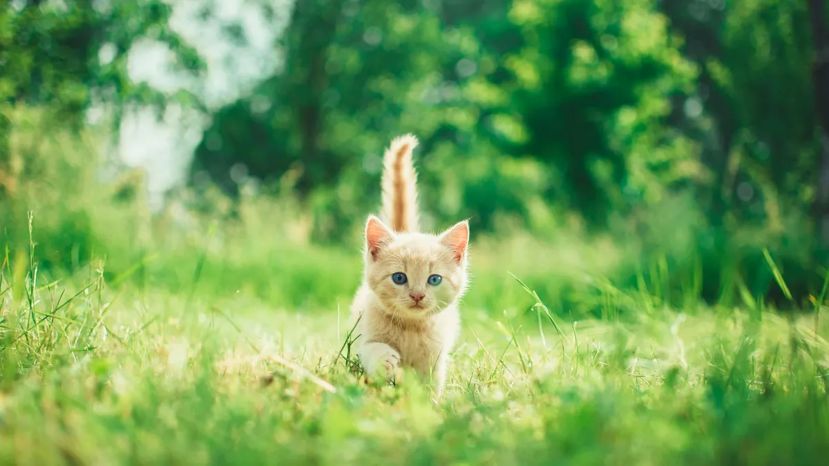 A cream-coloured kitten walking through grass
