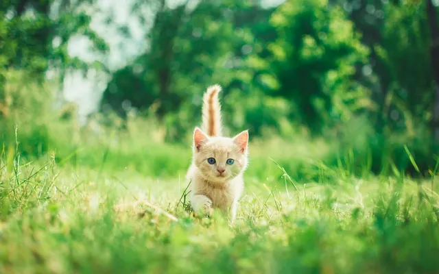 A cream-coloured kitten walking through grass
