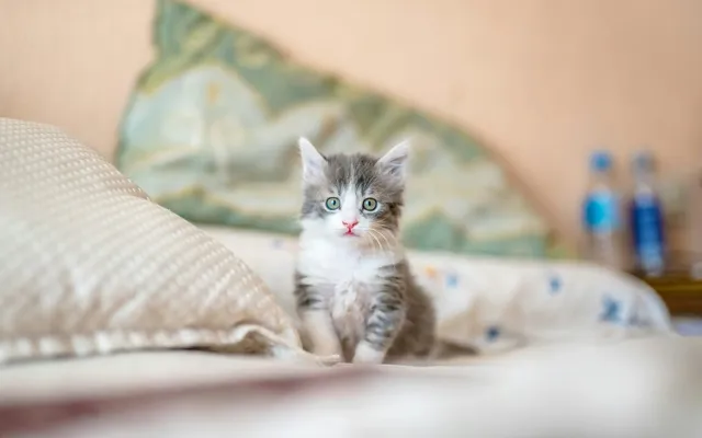 A grey and white kitten standing on a bed in a calm bedroom
