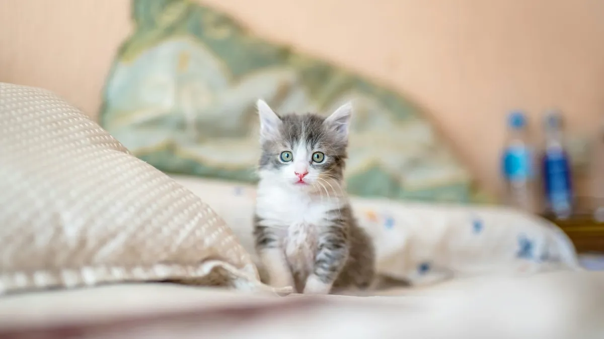 A grey and white kitten standing on a bed in a calm bedroom