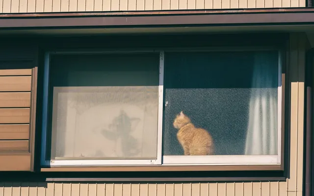 An orange cat sitting on a windowsill looking outside