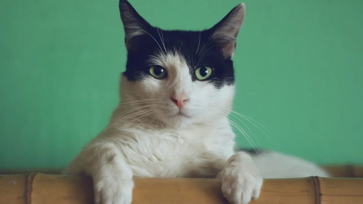 A black and white cat with its paws resting forward