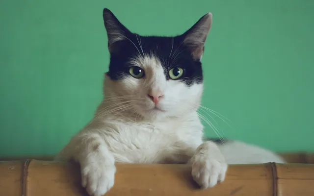 A black and white cat with its paws resting forward