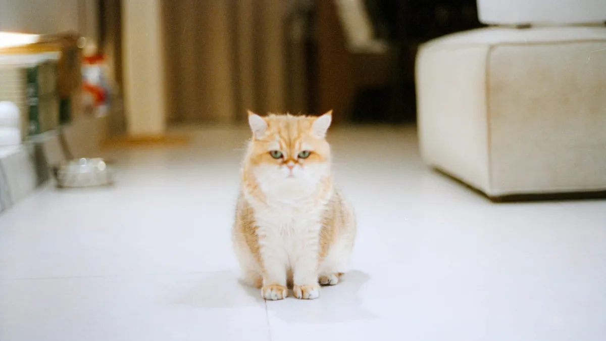 A large fluffy golden cat sitting on a pale floor
