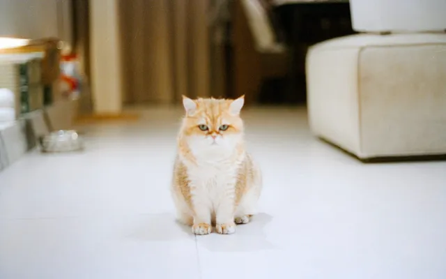 A large fluffy golden cat sitting on a pale floor