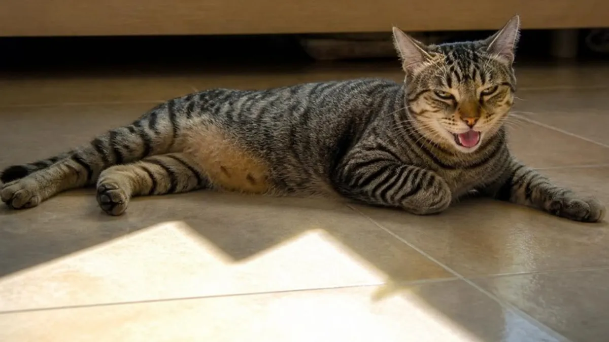 A tabby cat lying on a tiled floor with its mouth open, panting, near a patch of strong sunlight