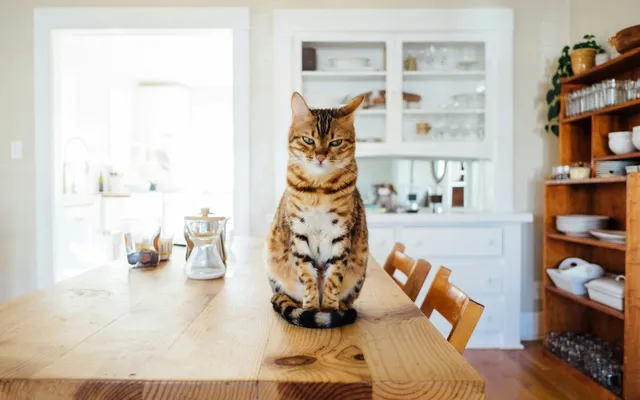 A Bengal cat sitting on a kitchen table