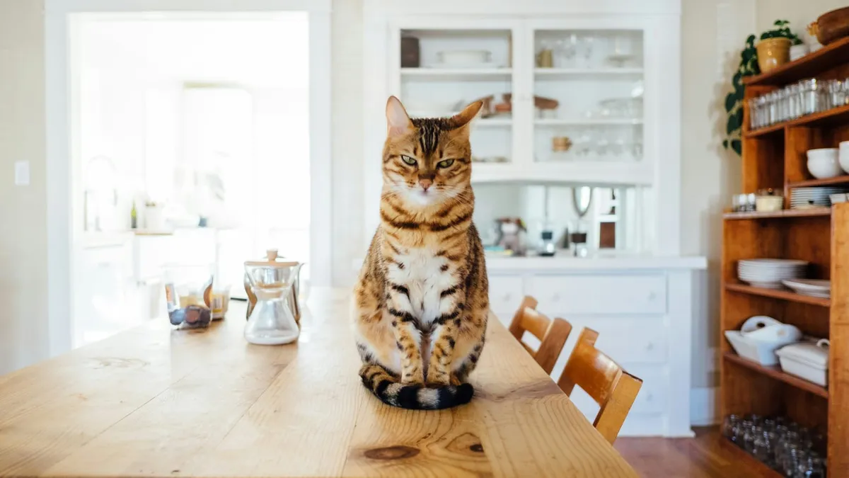 A Bengal cat sitting on a kitchen table