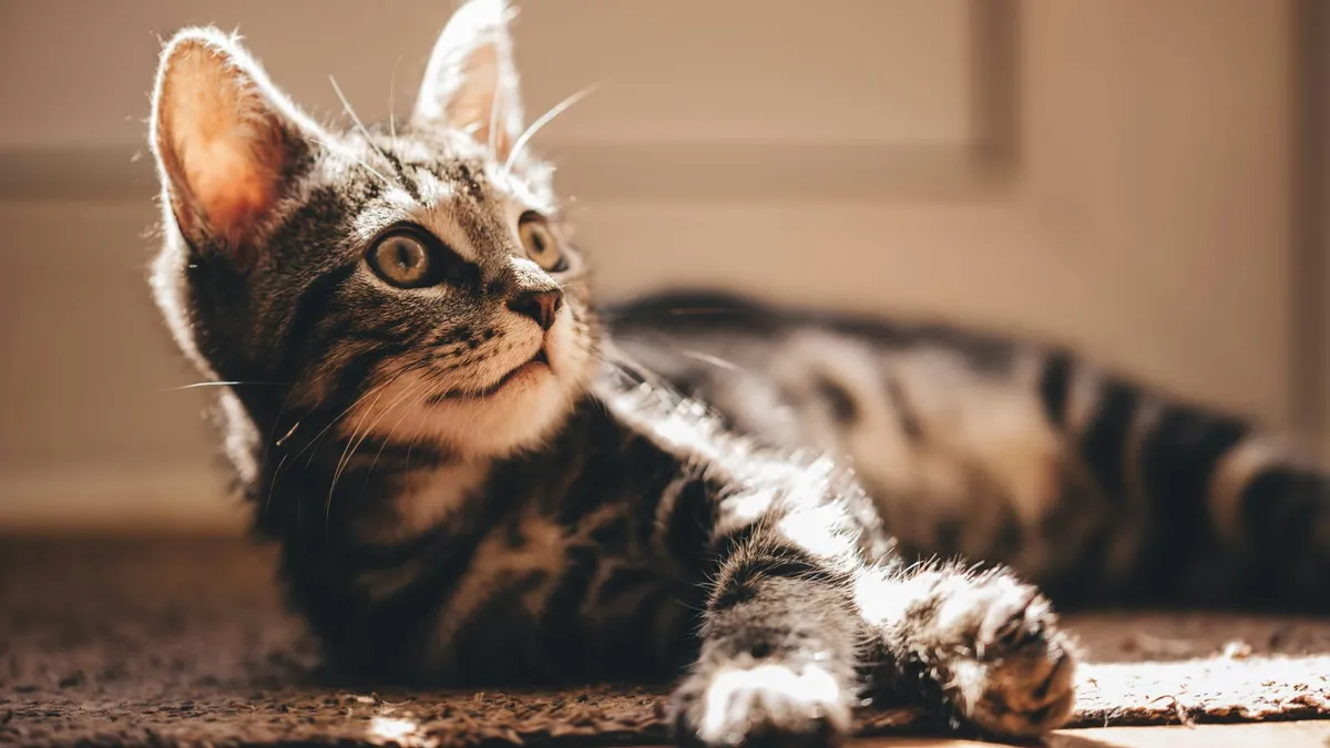 A long-haired tabby cat resting indoors