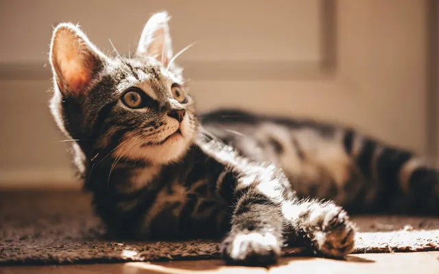 A long-haired tabby cat resting indoors