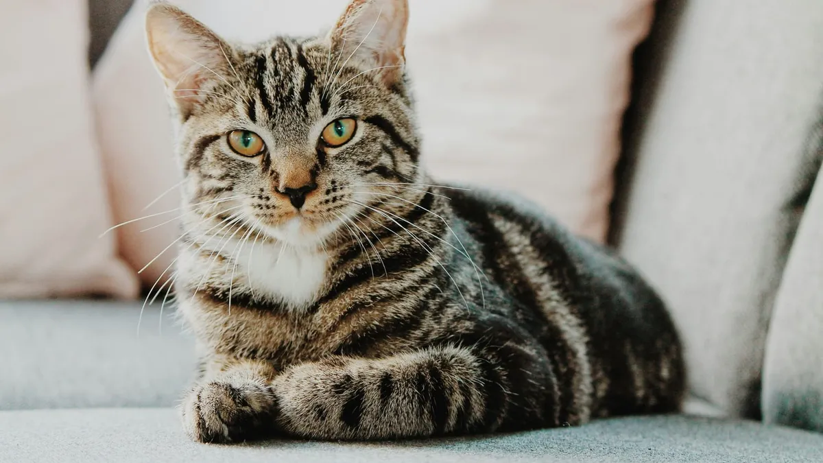 A tabby cat resting on a couch
