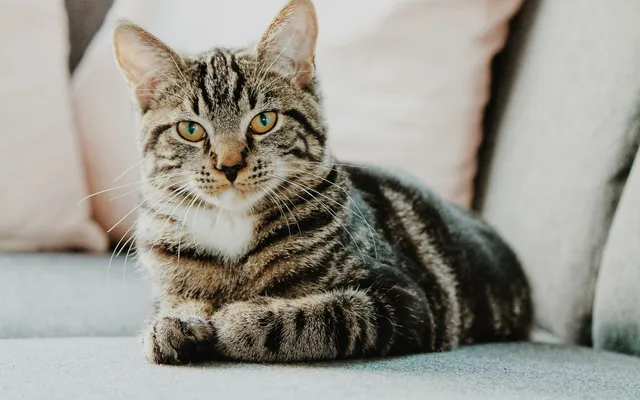 A tabby cat resting on a couch