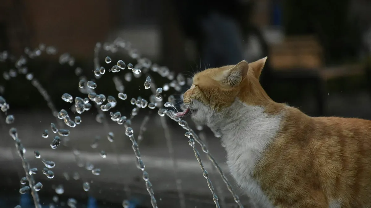 A ginger cat drinking from a running water fountain