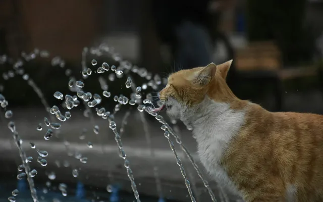 A ginger cat drinking from a running water fountain