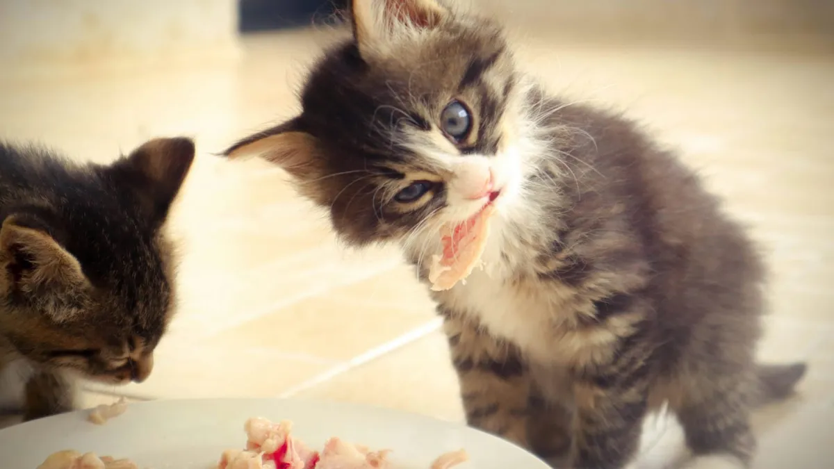 Two kittens eating from a dish