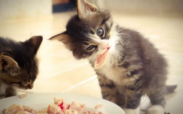 Two kittens eating from a dish