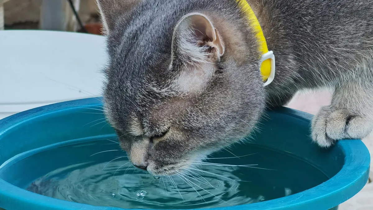 A cat sitting beside a bowl of water indoors