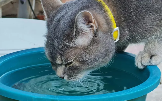 A cat sitting beside a bowl of water indoors