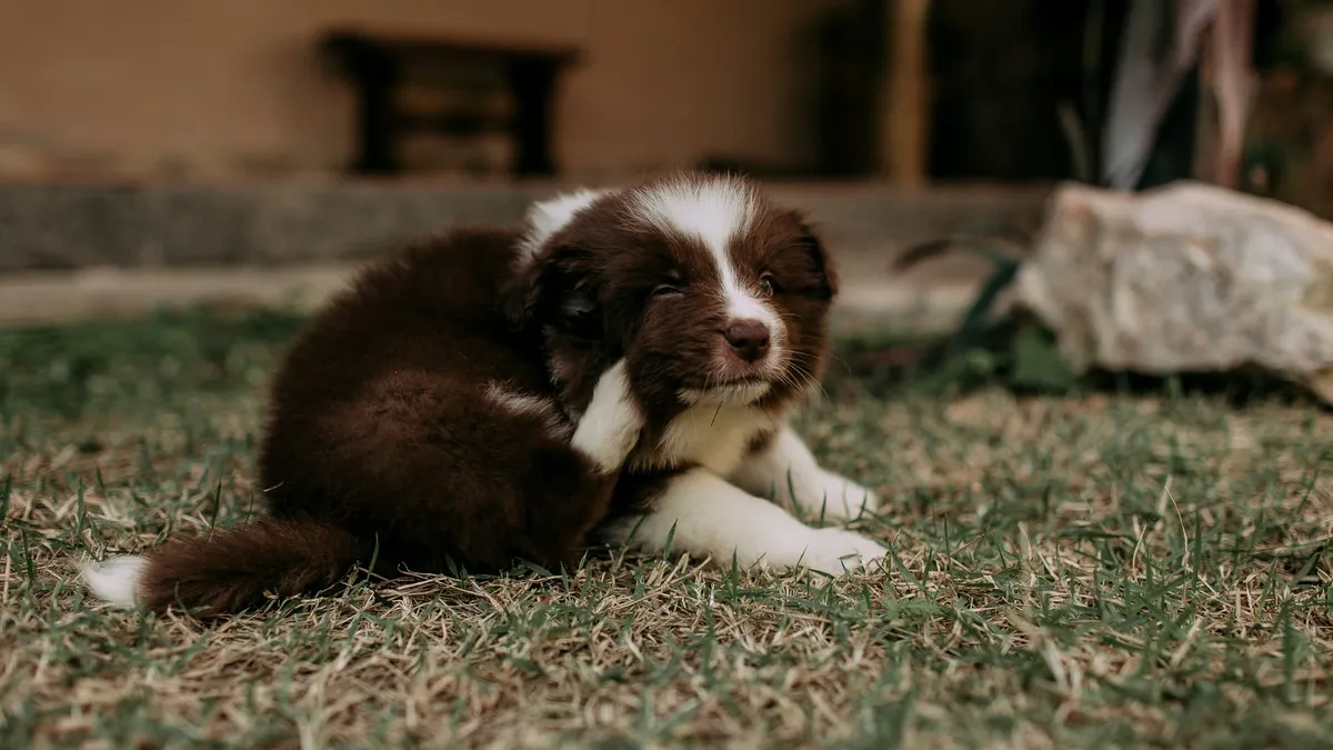 A dog scratching itself outdoors
