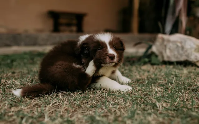 A dog scratching itself outdoors