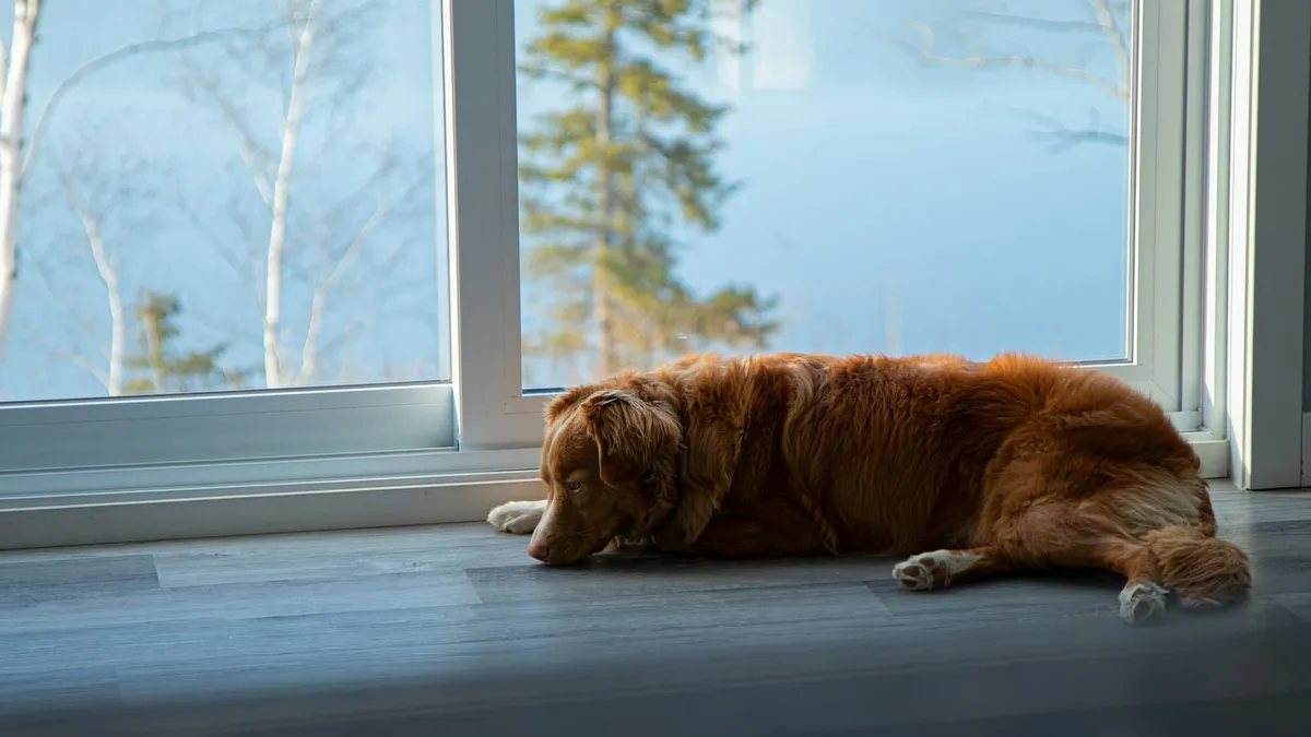 A brown dog lying on the floor beside a window in daylight